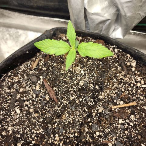 Rei growlog timeline photo