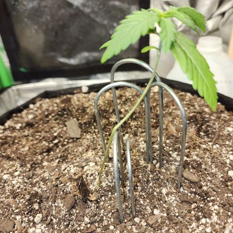 Adīne growlog timeline photo