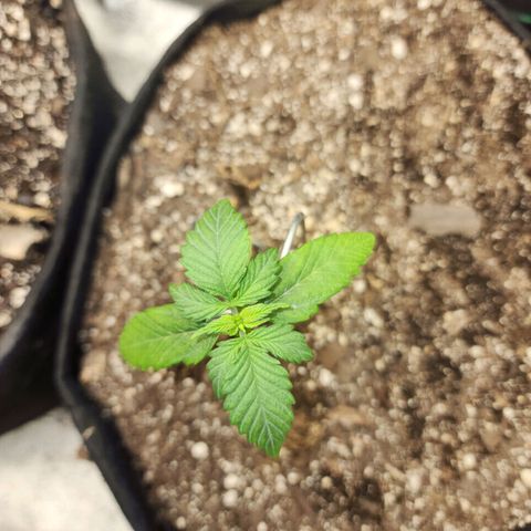 Adīne growlog timeline photo