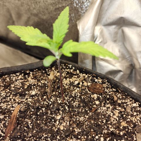 Rei growlog timeline photo