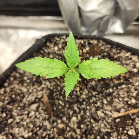 Rei growlog timeline photo