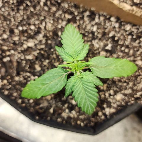 Nia growlog timeline photo
