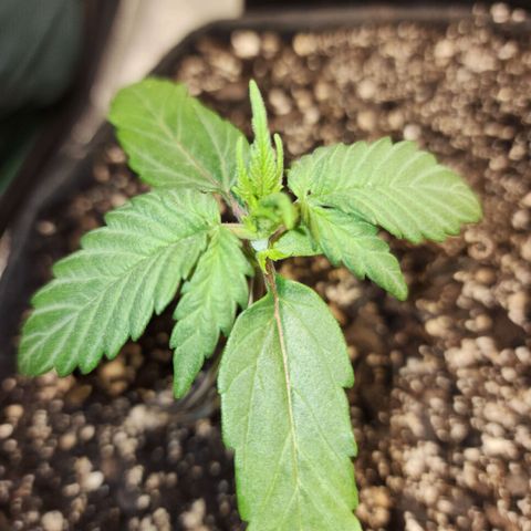 Nia growlog timeline photo