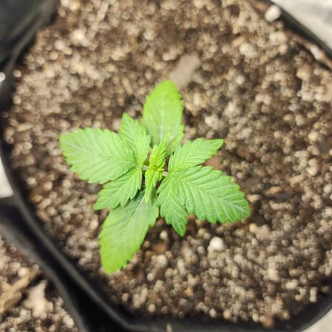 Adīne growlog timeline photo