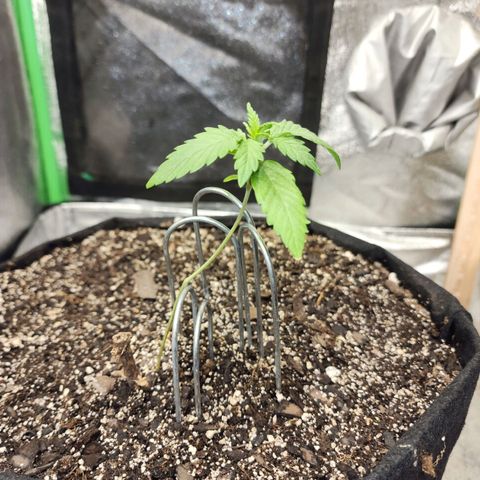Adīne growlog timeline photo
