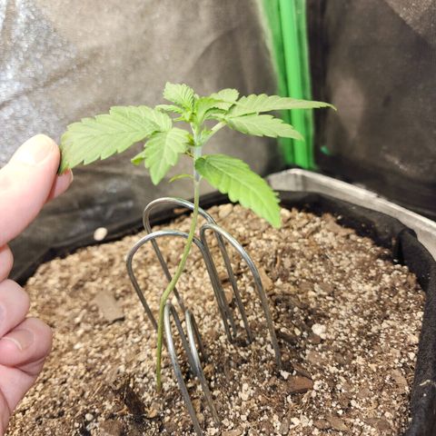 Adīne growlog timeline photo