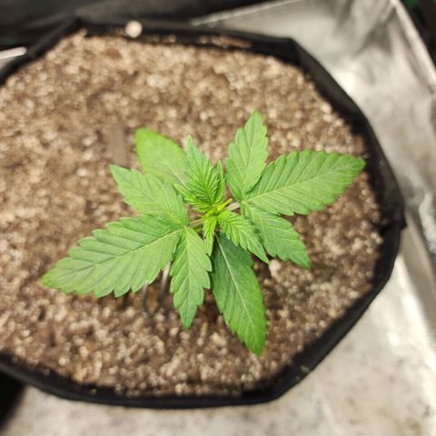 Adīne growlog timeline photo