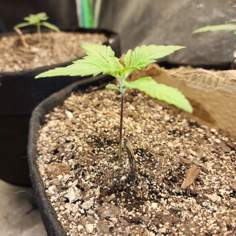 Rei growlog timeline photo