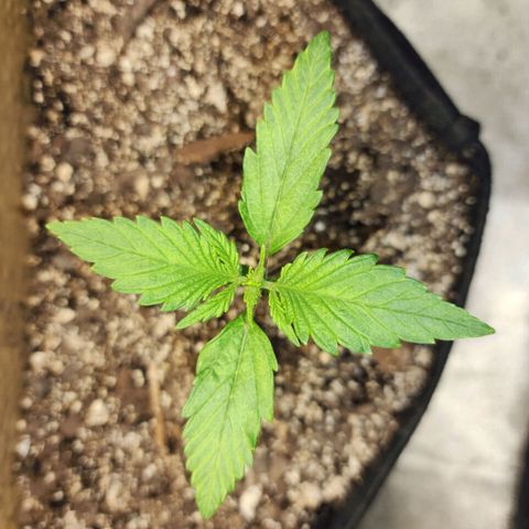 Rei growlog timeline photo