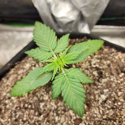 Nia growlog timeline photo