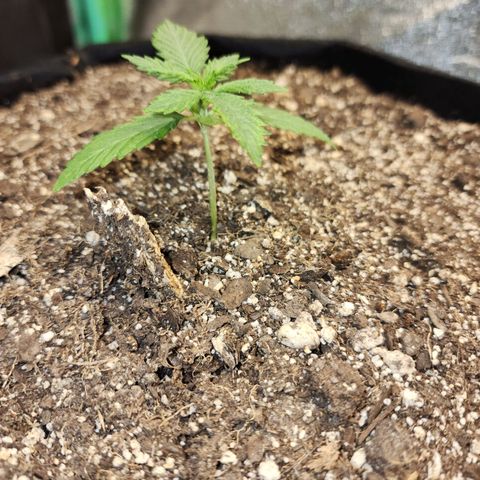 Livia growlog timeline photo