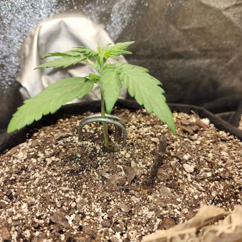 Nia growlog timeline photo
