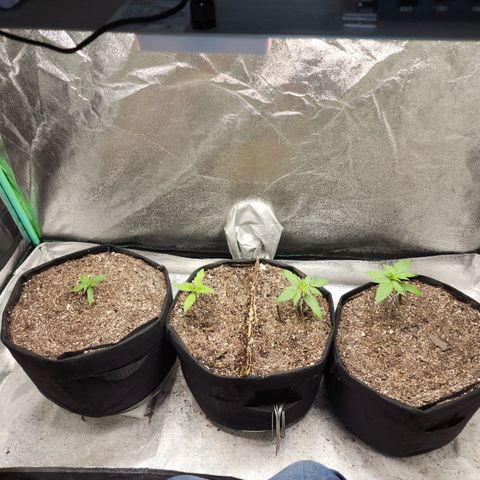 Cassiopeia growlog timeline photo
