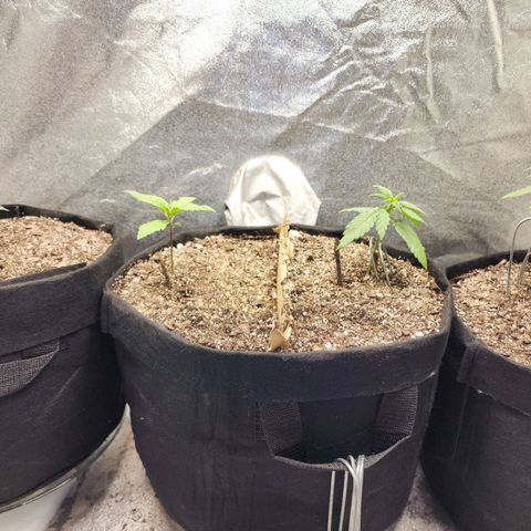 Cassiopeia growlog timeline photo