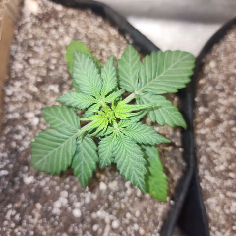 Nia growlog timeline photo