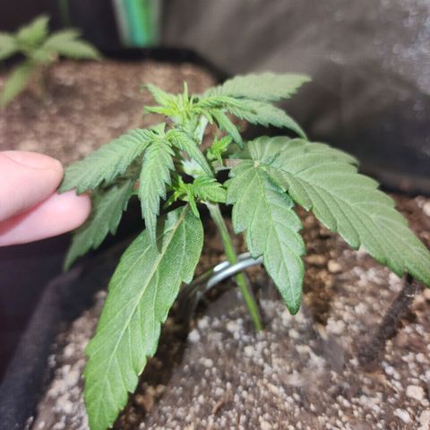 Nia growlog timeline photo