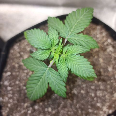 Adīne growlog timeline photo