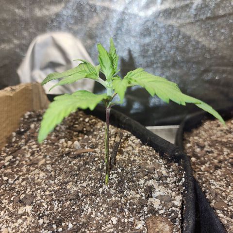 Rei growlog timeline photo