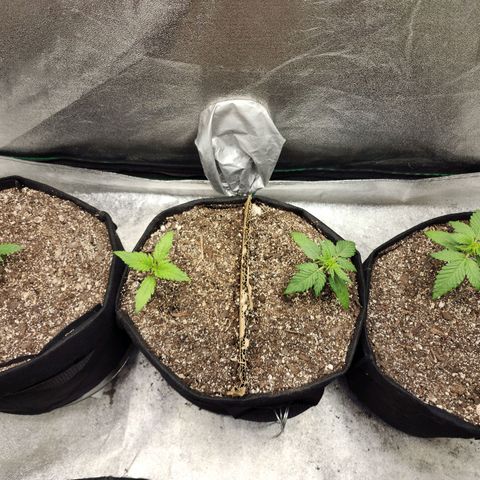 Cassiopeia growlog timeline photo