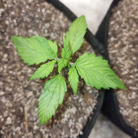 Rei growlog timeline photo