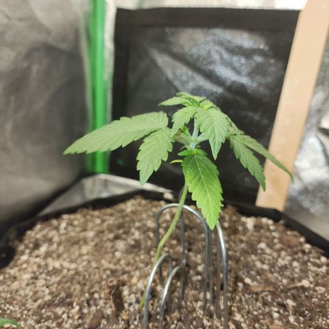 Adīne growlog timeline photo
