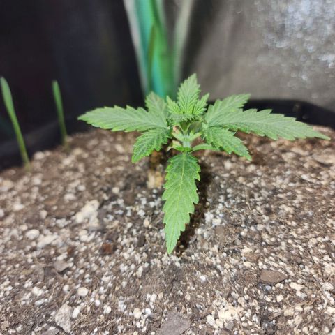 Livia growlog timeline photo