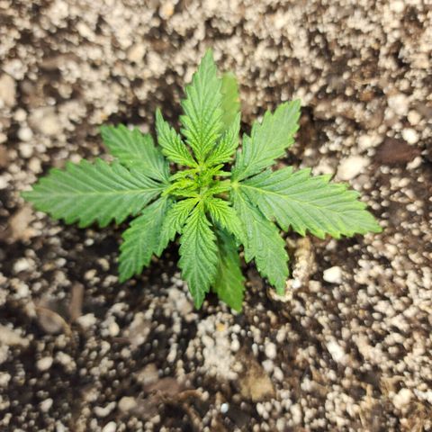 Livia growlog photo: Sad she hasn't grown much in a while. 