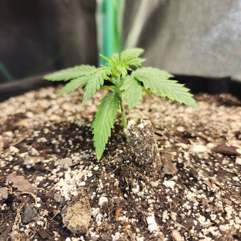 Livia growlog photo: Sad she hasn't grown much in a while. 