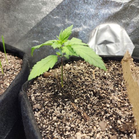 Rei growlog timeline photo
