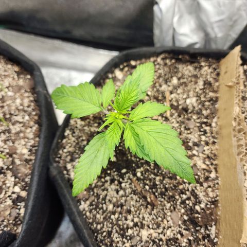 Rei growlog timeline photo