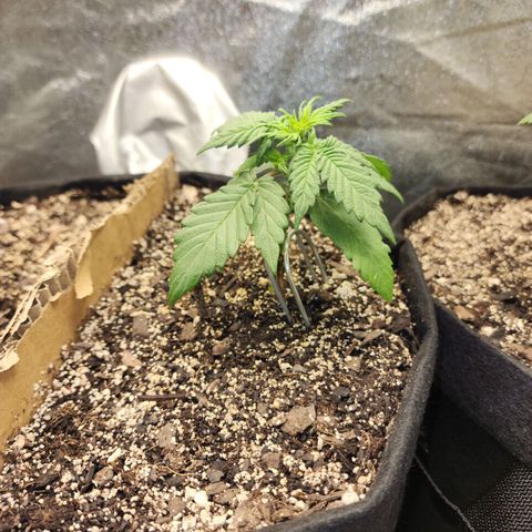 Nia growlog timeline photo