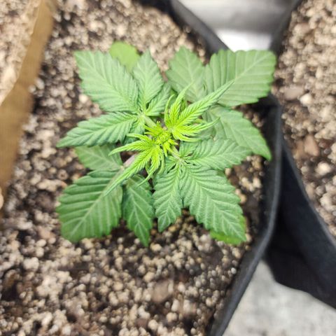 Nia growlog timeline photo