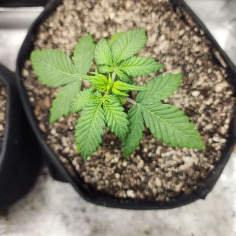 Adīne growlog timeline photo