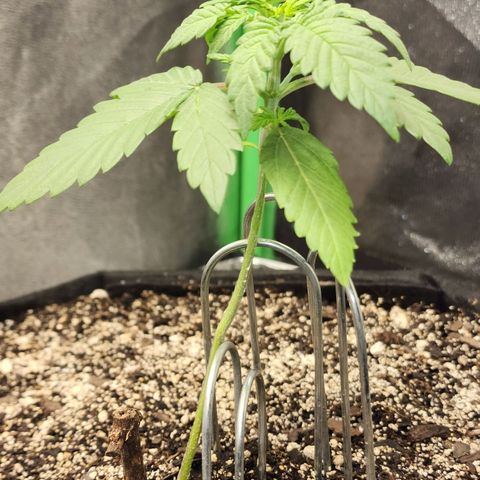 Adīne growlog timeline photo