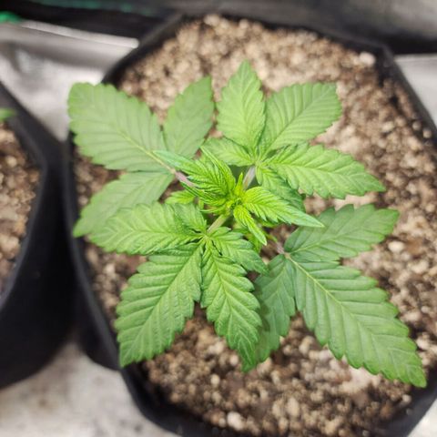 Adīne growlog timeline photo