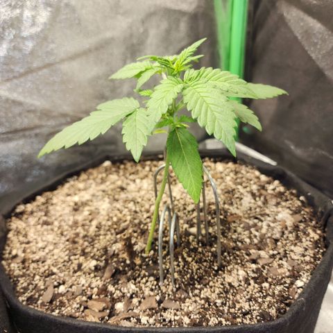 Adīne growlog timeline photo
