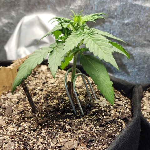 Nia growlog timeline photo