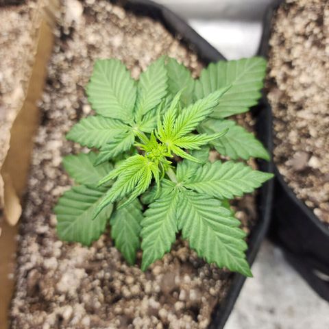 Nia growlog timeline photo