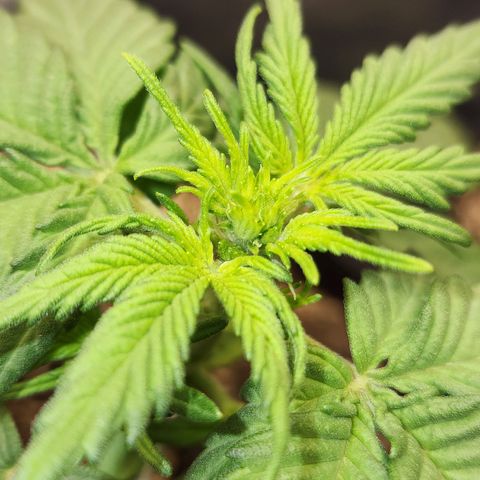 Nia growlog timeline photo
