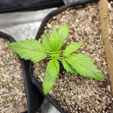 Rei growlog timeline photo