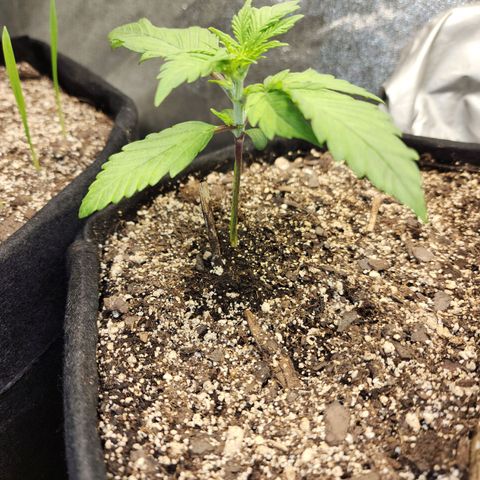 Rei growlog timeline photo