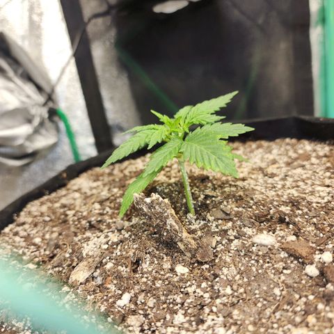 Livia growlog timeline photo