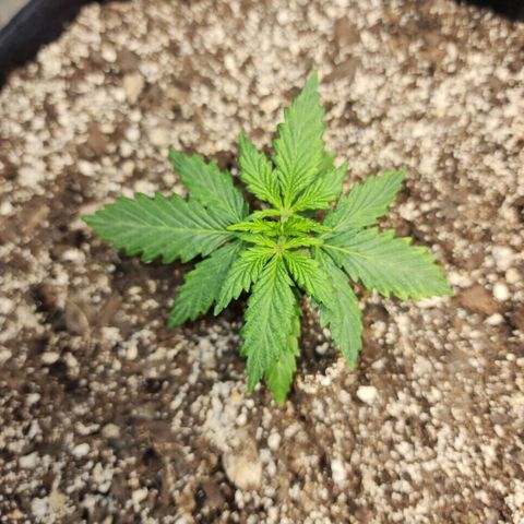 Livia growlog timeline photo