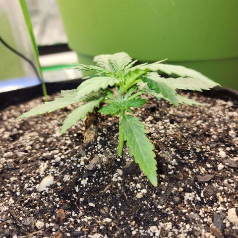 Livia growlog timeline photo
