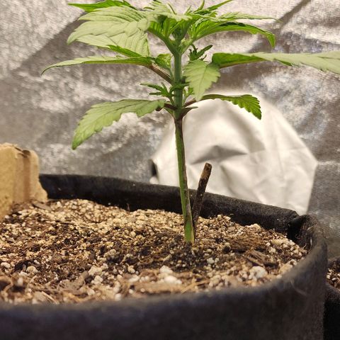Rei growlog timeline photo