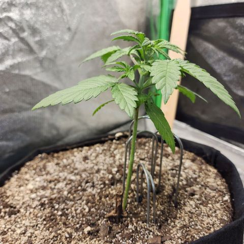 Adīne growlog timeline photo