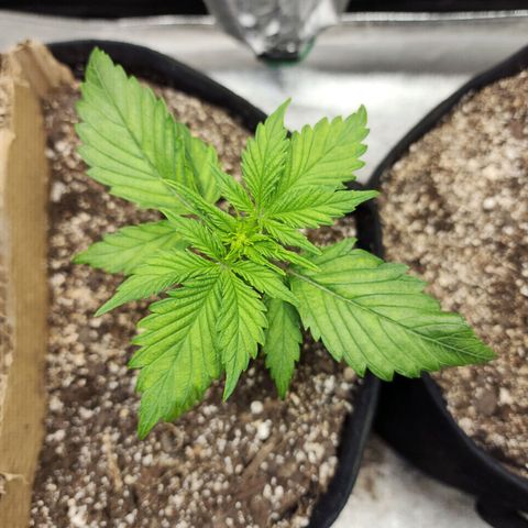 Rei growlog timeline photo