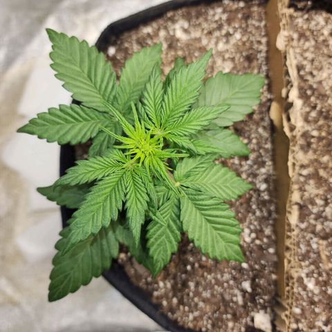 Nia growlog timeline photo