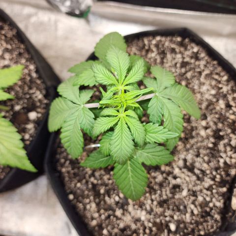Adīne growlog timeline photo
