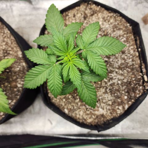 Adīne growlog timeline photo